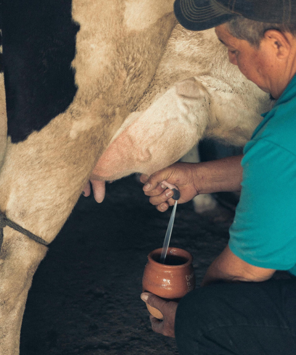 Vacas Ordeño