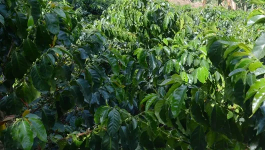 Las ventas de café brasileño caen un 17 % en enero