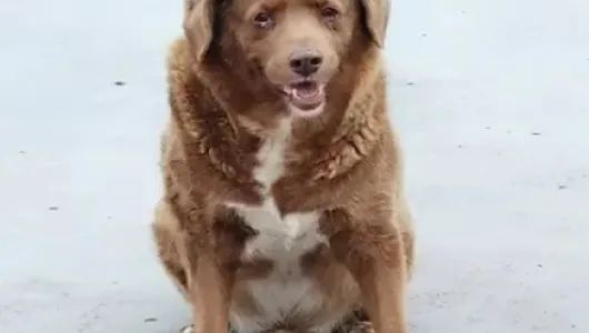 El perro más viejo del mundo se llama Bobi, tiene 30 años y vive en Portugal