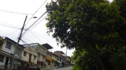 Un árbol amenaza con caer en el barrio Los Cedros de Manzales