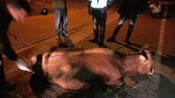 Atendieron vaca que rodó 50 metros por ladera entre Manizales y Neira