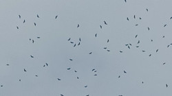 Gavilanes migratorios cruzan el cielo en Manizales y Villamaría