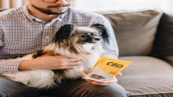 CBD para perros: ¿qué es y cómo funciona?