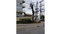 Preocupados por el corte de árboles en el barrio La Camelia de Manizales