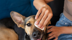 El moquillo alcanza perros en Manzanares