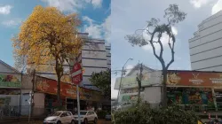 Se quejan por poda de guayacán en El Triángulo (Manizales)