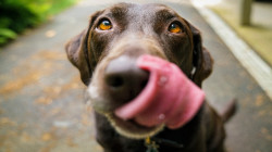 8 alimentos que pueden provocar convulsiones en perros y cómo proteger a su mascota