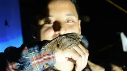 Polillas, más allá de las supersticiones: conozca su importancia y diversidad