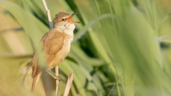 El ritmo del canto de las aves puede tener una base genética, revela estudio