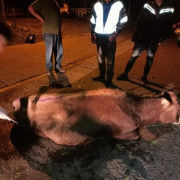 Atendieron vaca que rodó 50 metros por ladera entre Manizales y Neira