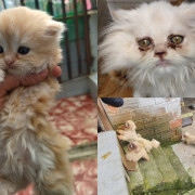 Rescatan 20 gatos y 14 perros abandonados en una finca en vereda de Manizales 