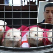 Lo pillaron vendiendo un hurón en Manizales: será condenado