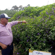 Chinchiná lidera el plan de polinización de cultivos en Caldas