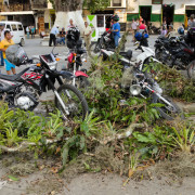 Vendaval provocó caída de ramas y destechó una casa en Salamina y Pácora