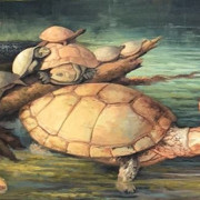 Científicos encuentran en Boyacá fósil de tortuga gigante de hace 57 millones de años