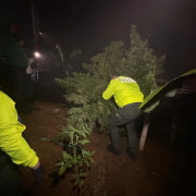 Les hallaron el cultivo de marihuana dentro de la casa en corregimiento de Filadelfia